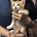 生後2ヶ月、茶白の兄弟