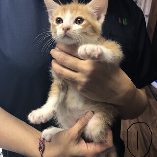 生後2ヶ月、茶白の兄弟