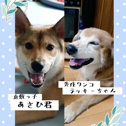 「倉敷っ子、朝陽(あさひ)君の幸せ便り」サムネイル2