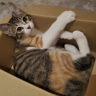 【トライアル決定】生後5ヶ月キジ三毛女の子！