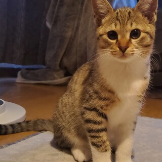 【トライアル決定】生後5ヶ月キジ白男の子！