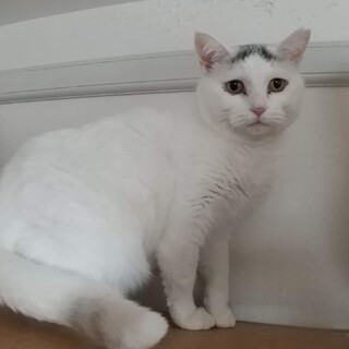 ハマっ娘【きょとん】