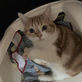 【スコティブリーダー廃業】あざとかわいい乙女男子