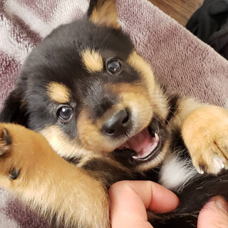 雑種犬♂推定1か月ちびちゃん1