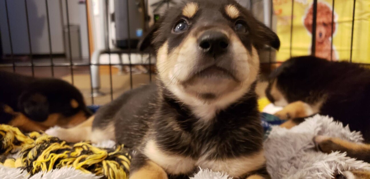 雑種犬 推定1か月ちびちゃん2 兵庫県 犬の里親募集 3571 ペットのおうち 月間利用者150万人