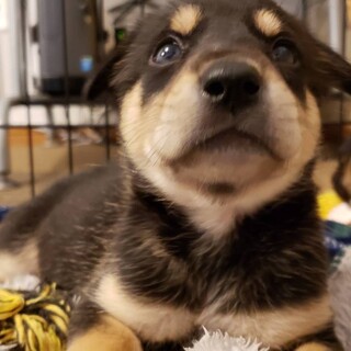 雑種犬 推定1か月ちびちゃん2 兵庫県 犬の里親募集 3571 ペットのおうち 月間利用者150万人