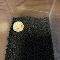 クランウェルツノガエル　ベビー　ライム系