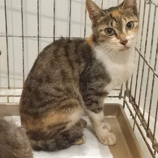 新型お茶っこ【ダージリン】