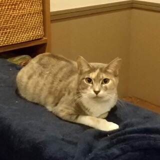 新型お茶っこ【アッサム】