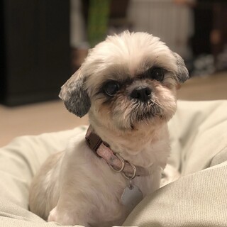 穏やかだけど、人もお散歩も大好き♡りるるちゃん