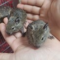 デグー　ベビー