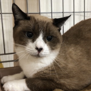 綺麗な茶色！ビビリくんだけど甘えん坊★