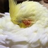お休み中。