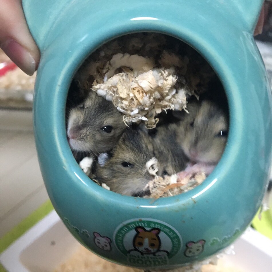 ジャンガリアンハムスターのカバー写真