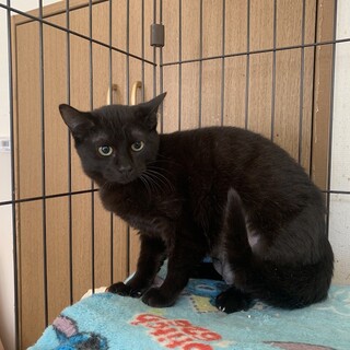 猫ちゃん大好き！黒猫ふぇりすちゃん避妊手術済
