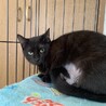 猫ちゃん大好き！黒猫ふぇりすちゃん避妊手術済 サムネイル2