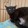 猫ちゃん大好き！黒猫ふぇりすちゃん避妊手術済 サムネイル3