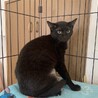 猫ちゃん大好き！黒猫ふぇりすちゃん避妊手術済 サムネイル4