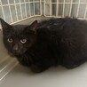 猫ちゃん大好き！黒猫ふぇりすちゃん避妊手術済 サムネイル5