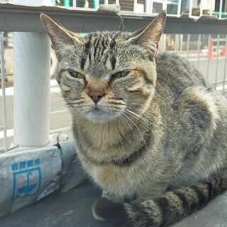 人馴れキジ猫の「チュウ」ちゃん！！(女の子)