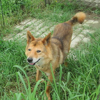健康状態は良好の人なつこい老犬