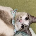 【決まりました】ブルーアイ1歳♀人慣れデレデレ