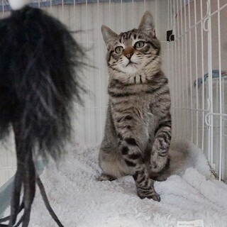 まだ幼さの残る男の子☆生後８か月
