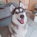 一旦受付終了ハスキー♀９ヶ月