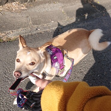 母ちゃん！！早く早く！！ゆじゅ氏んちでお花見ってよ！！遅くなったけど間に合うかなぁ(T0T)走れ～！！