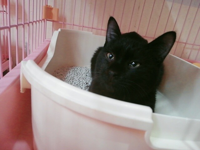 猫同士仲良く遊ぶ黒猫の男の子 兵庫県 猫の里親募集 ペットのおうち 月間利用者150万人