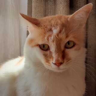 少しこわがりだけど遊ぶの大好き  玉（たま）ちゃん