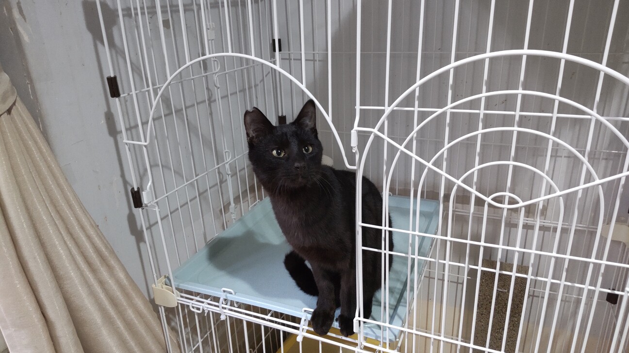 猫同士仲良く遊ぶ黒猫の男の子 兵庫県 猫の里親募集 ペットのおうち 月間利用者150万人