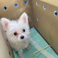 ラテ