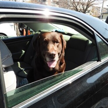 どこにでも車で同行します