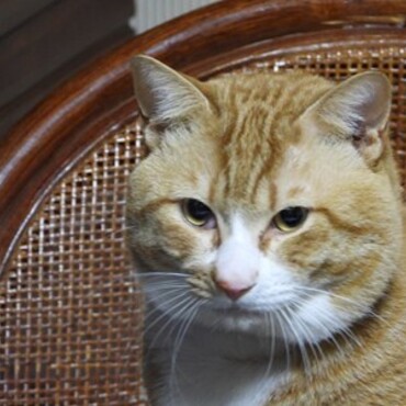 たび君です　わらじとは兄弟です