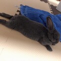 ウサギ（ミニレッキス）の里親を募集します。
