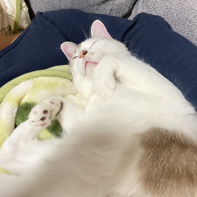 なつポワのカバー写真