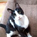美はちわれ♀子猫