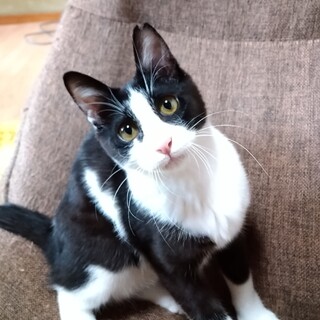 美はちわれ♀子猫