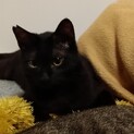 人馴れ抜群、甘えん坊な黒こねこ♂