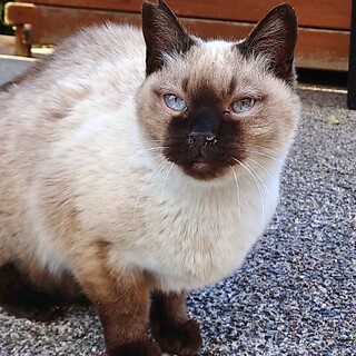 野良猫のシャムちゃんに奇跡を！