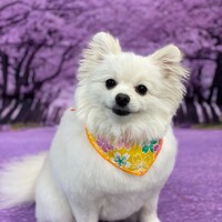 りん