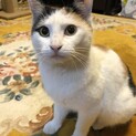 とても穏やかな猫です！健康で去勢手術済みです。