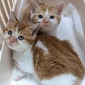 茶白の男の子女の子♪2匹一緒に！