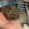 にゃんこむぎ
