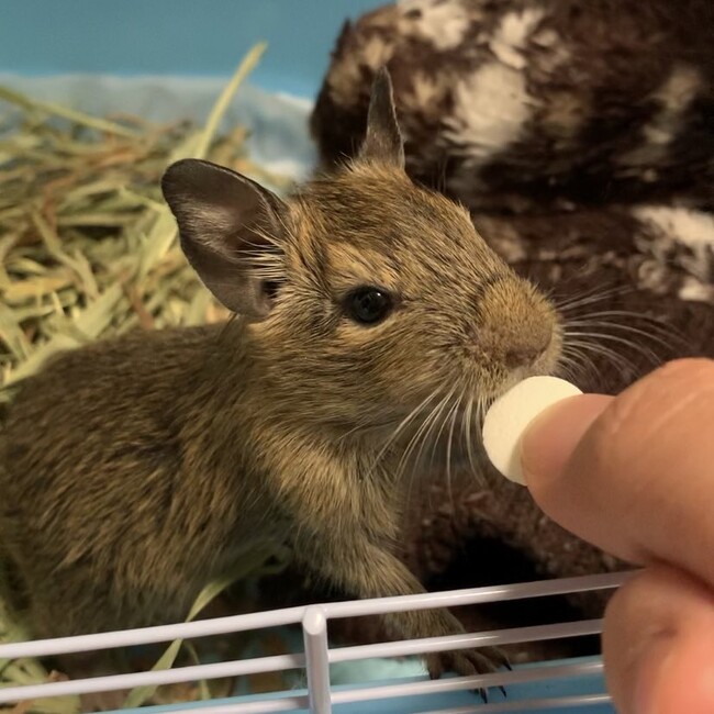 にゃんこむぎのカバー写真