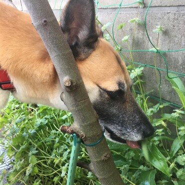 お庭の好きな葉っぱ。あんまり食べるから増やそうか？雑草ですけどかれんさん。