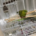 サザナミインコメスです。