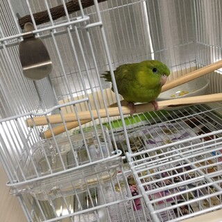 サザナミインコメスです。