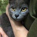子猫　女の子